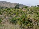 FINCA RUSTICA  EN ALICANTE,CALLOSA D EN SARRIà