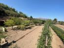 FINCA RUSTICA  EN ALICANTE,LA NUCIA