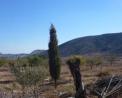 FINCA RUSTICA  EN ALICANTE,HONDóN DE LAS NIEVES